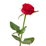 Single red rose